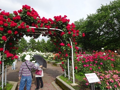 泉野の薔薇公園