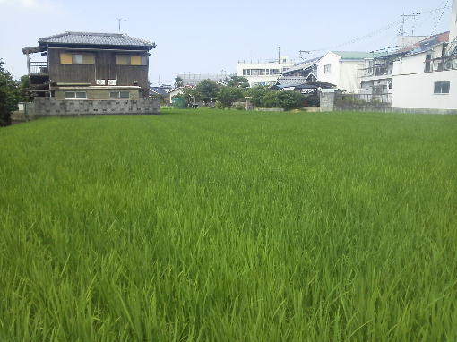 稲の成育