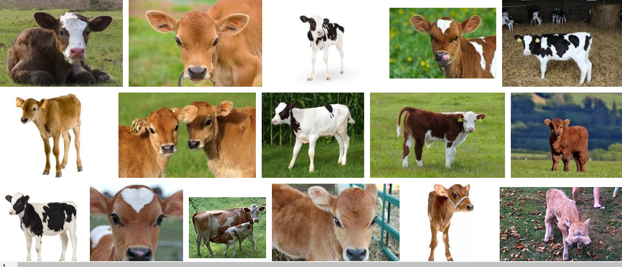 calf Google 検索