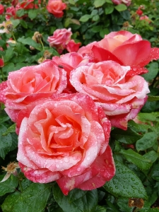 rosegardenbotanicalbelfast2