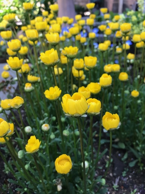 鯖江黄色い花