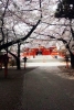 花園桜
