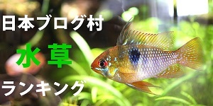にほんブログ村 観賞魚ブログ 水草へ