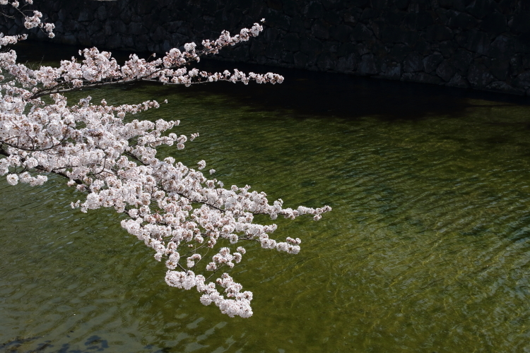 松本城の桜-SA