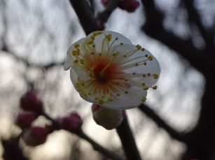 梅の花＠赤羽台 (6)