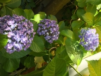 お多福紫陽花