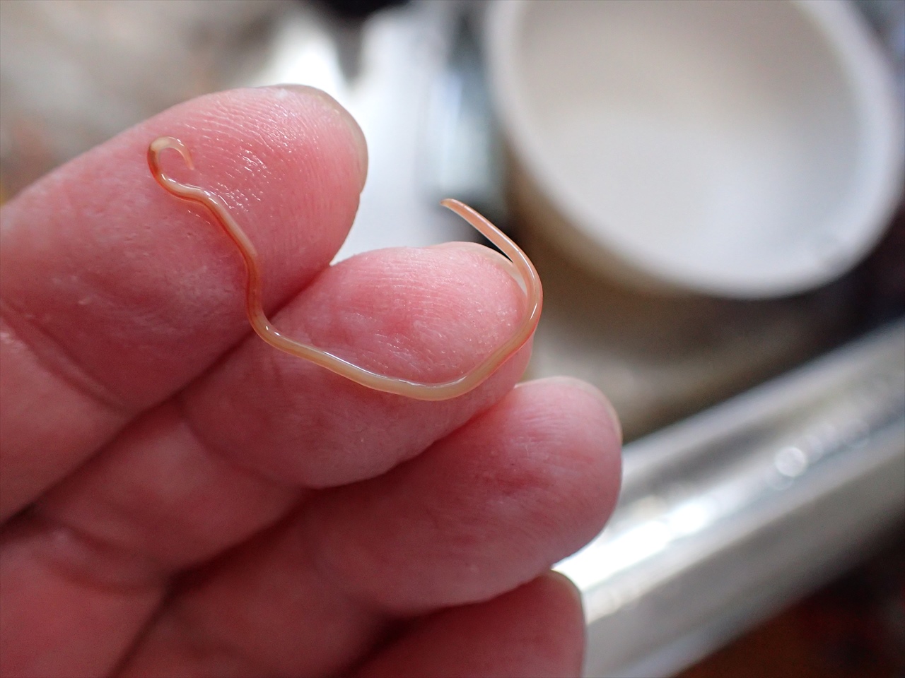 ヲタキッシュ 利尻島で釣り三昧のブログ 美味ホッケの刺身に挑戦 Vs アニサキス