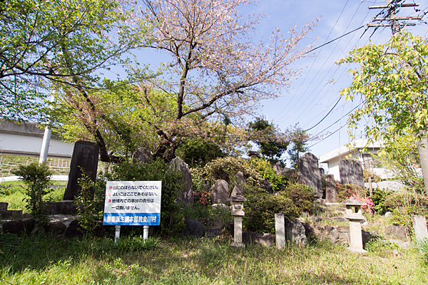 松坂町御嶽神社境内と社と名残の桜