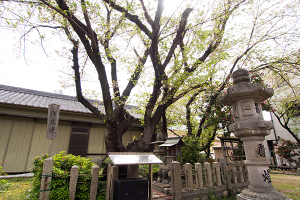 千年八幡神社桜と祠