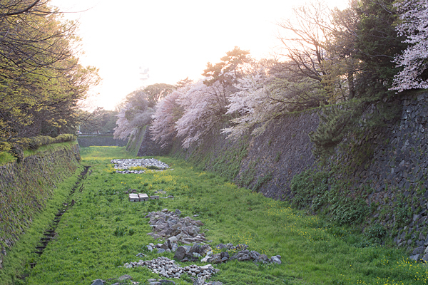 名古屋城堀の桜