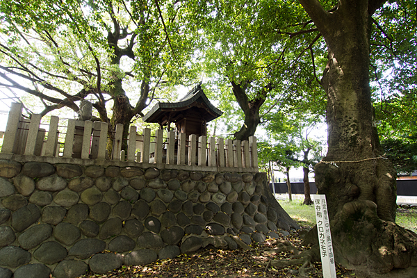 津嶌神社本殿横からクロガネモチ