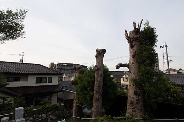 村上神社切られた木