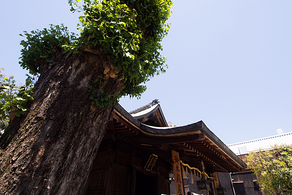 大須富士浅間神社イチョウの木