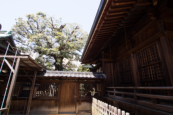 大須富士浅間神社拝殿奥の木