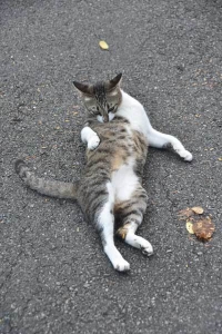 道路に寝そべって毛づくろいをするバンコクルンピニ公園の猫