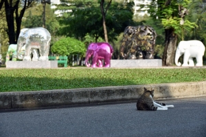 ルンピニ公園の象パレード展示と猫