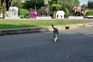 ルンピニ公園の象パレード展示と猫