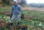 里芋の収穫