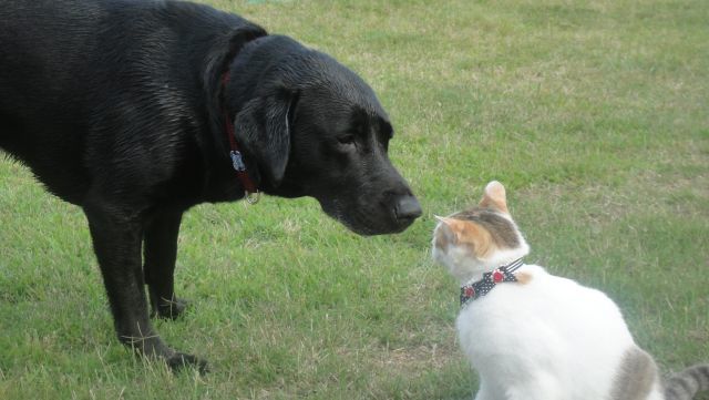 犬とネコの 挨拶
