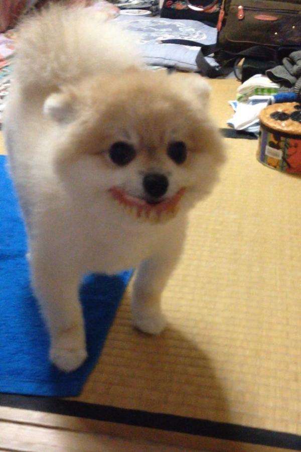 入れ歯をした犬_2