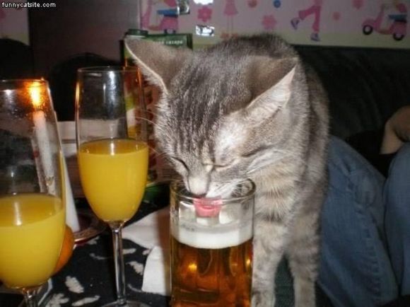 ビールを 飲む 猫