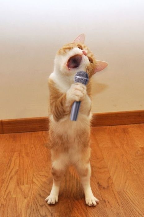 演歌を 歌う ネコ