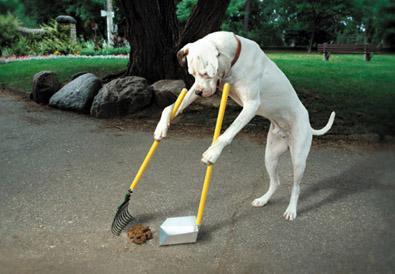 掃除する 犬