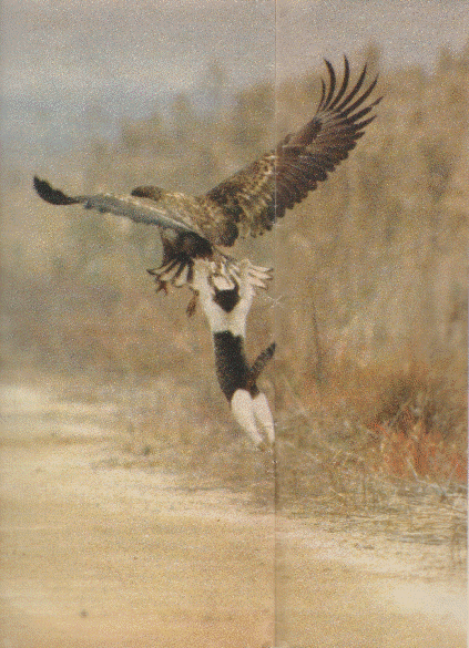 狩猫 オジロワシ 飛行