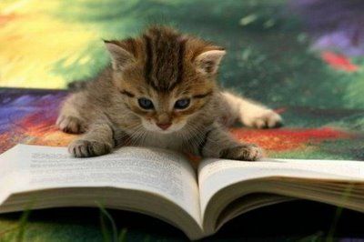 読書する ネコ
