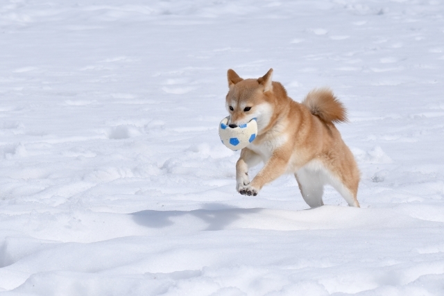 柴犬 雪 ボール遊び 冬